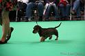 Crufts2011_2 896